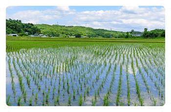 水の管理・追肥